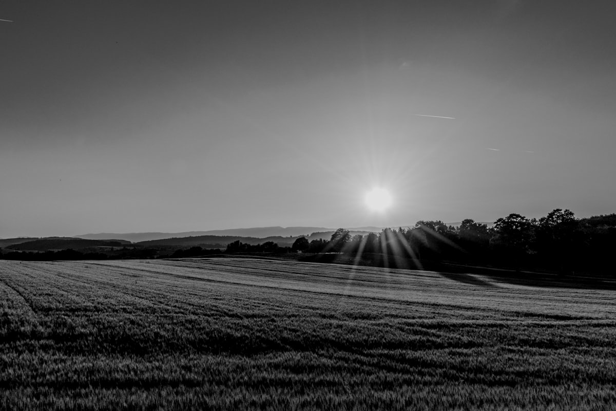 A field at dusk with the sun low on the horizon